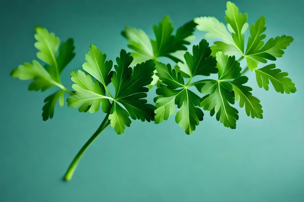 Foto un rametto verde di prezzemolo è mostrato su uno sfondo verde.