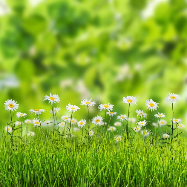 Green spring background with flowers