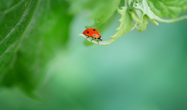 Green spring background with ladybug Copy space