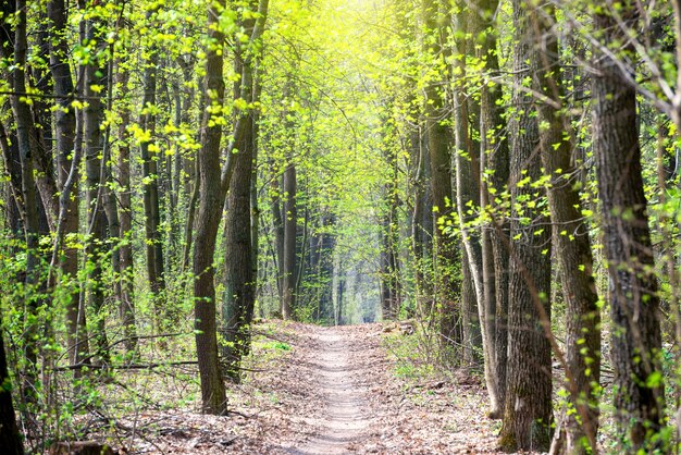 Green spring forest with first spring leaves and path