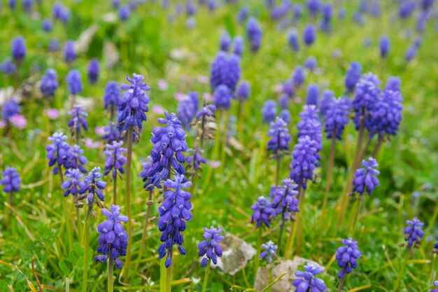 Green spring garden with much purple flowers and green grass Lavender