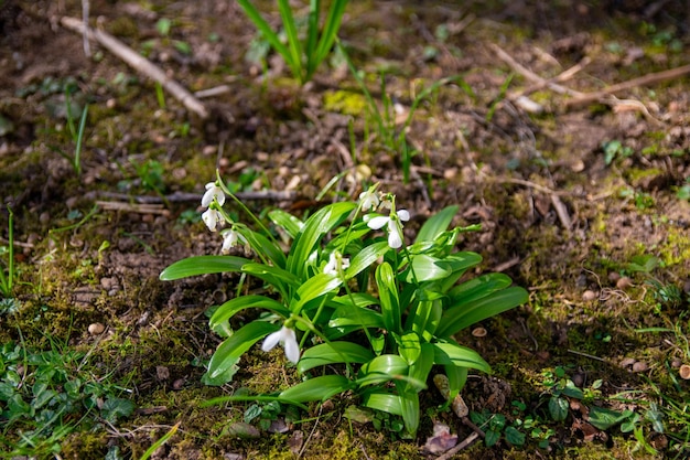 Green spring garden with white flowers snowdrops