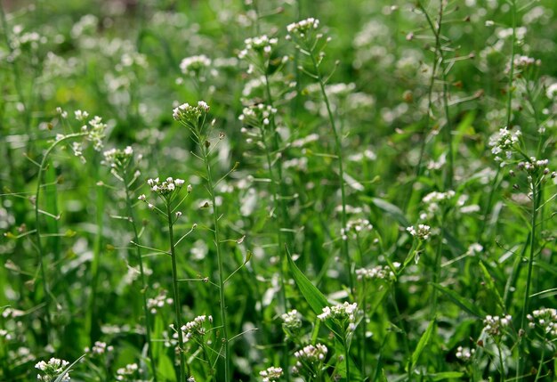 Foto l'erba verde della primavera prato primaverile sotto il sole