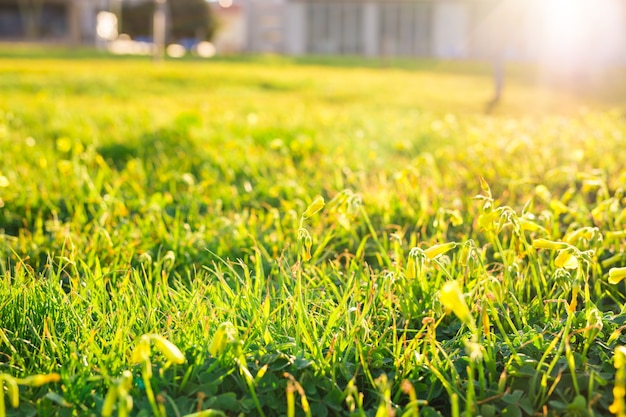 Зеленая весенняя трава на светлом фоне солнца