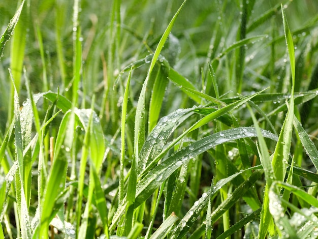 Зеленая весенняя трава с каплями росы. Зеленый фон.