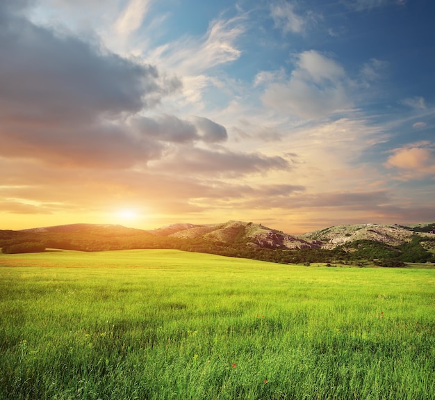 Green spring meadow in mountain. Composition of nature.