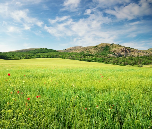 Prato verde della sorgente in montagna composizione della natura