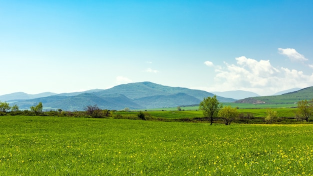 Green spring meadows