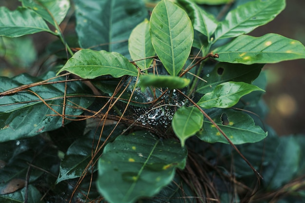 緑の春の植物と露の滴とクモの巣、自然の背景xA