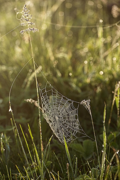 Piante primaverili verdi con gocce d'acqua di rugiada e macro web lucido soleggiato sfondo naturale