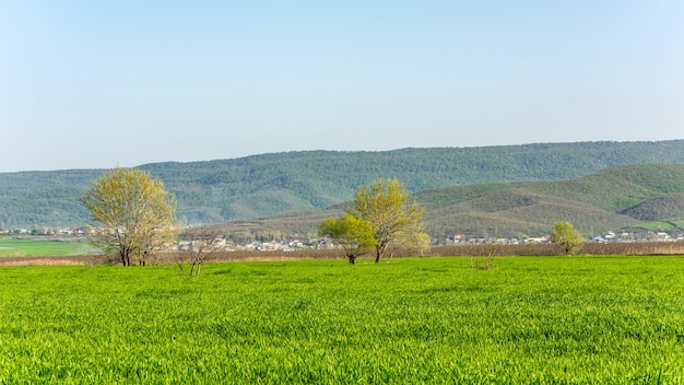 Green spring tree on meadow