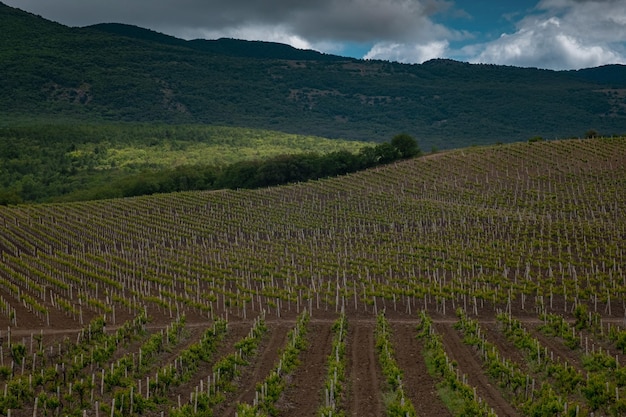 Green spring vine yards landscape in cloudy weather