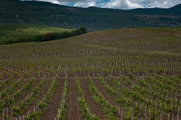 Green spring vine yards landscape in cloudy weather