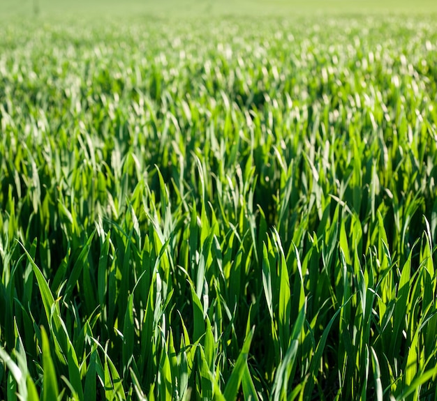 緑の春小麦作物は春の農業を芽生えます