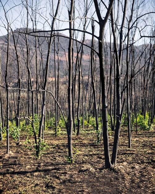 Foto un germoglio verde dopo gli incendi nella regione di evros grecia parnitha evia euboea canada amazzonia