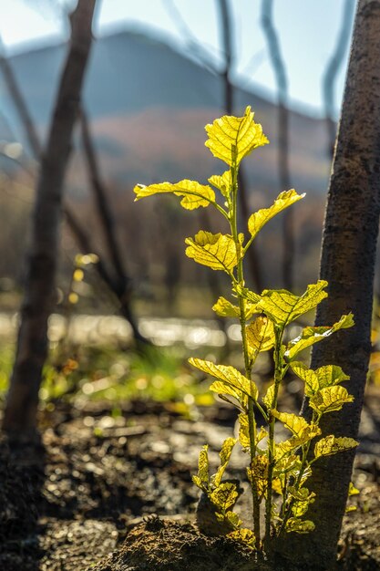 A green sprout after the wildfires in Evros region Greece Parnitha Evia Euboea Canada Amazon