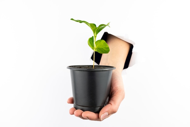 Green sprout in a black pot on a woman's hand.