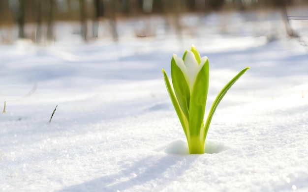 green sprout emerging from snowy