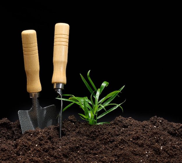 Green sprout and garden trowel and rake on a pile of earth, black background