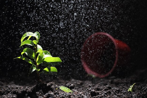 Green sprout on the ground. Spring concept. Seedlings in the ground. Updating nature is an idea. Hands plant a sprout in the ground.