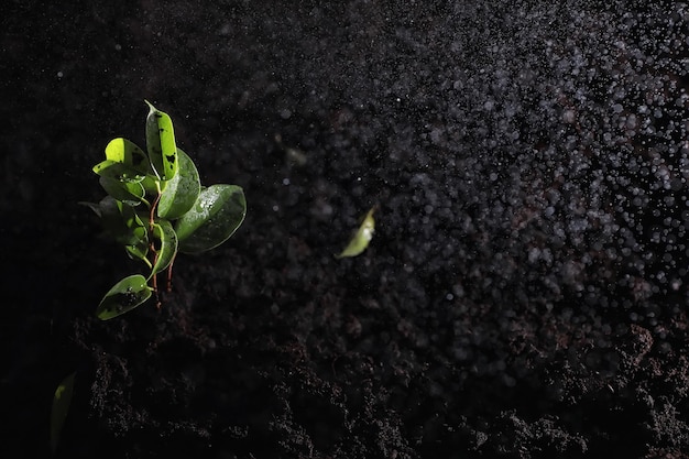 地面に緑の芽。春のコンセプト。地面の苗。自然を更新することはアイデアです。手は地面に芽を植えます。