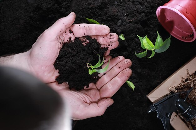 Green sprout on the ground Spring concept Seedlings in the ground Updating nature is an idea Hands plant a sprout in the ground