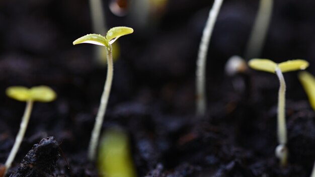 Photo green sprout growing from ground. dewy young leaves sprouting plants. spring background - garden.