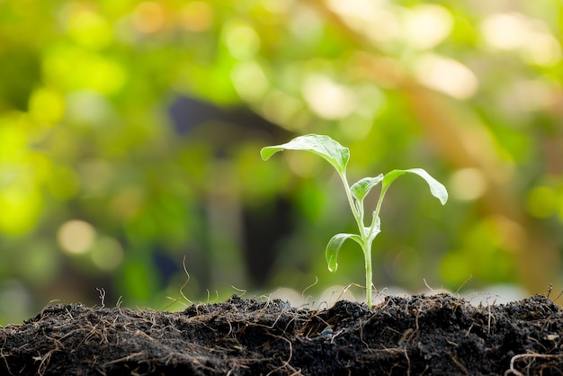 Green sprout growing from seed in organic soil