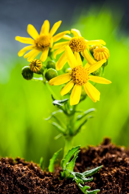 Green sprout growing from seed in organic soil