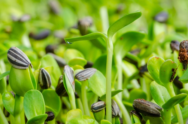 Germoglio verde che cresce dal seme