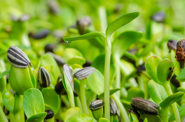 Green sprout growing from seed