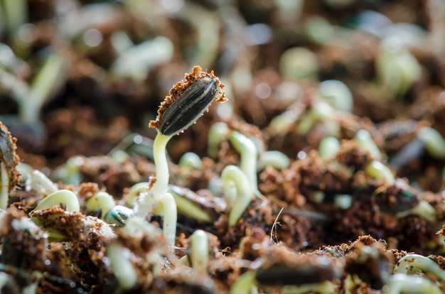 Green sprout growing from seed