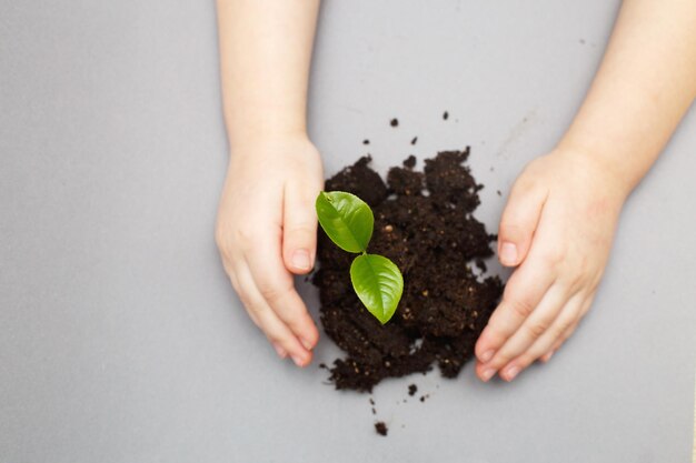 Green sprout growing from soil and a kids hands protecting it isolated on a gray paper background