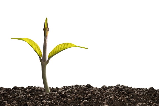 Green sprout growing out from soil isolated