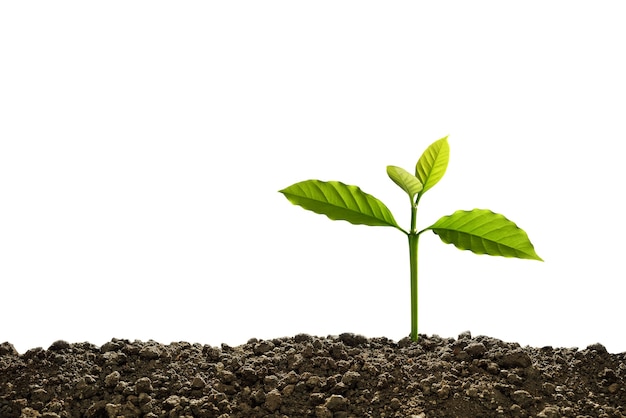 Green sprout growing out from soil