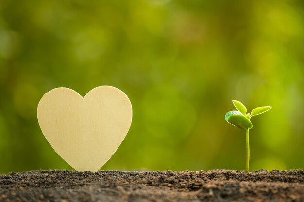 Foto il germoglio verde che cresce nel suolo e il simbolo del cuore di legno sulla luce solare all'aperto e lo sfondo sfocato verde l'albero dell'amore salva il mondo o il concetto di crescita e ambiente