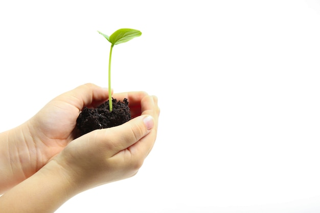 green sprout in the hands of a human