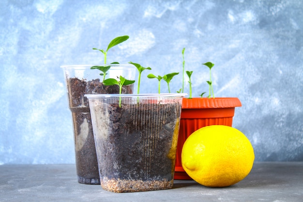 A green sprout of lemon in a pot. Seedling from the bones. Ripe lemon fruit next to a tree.