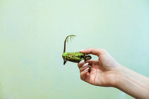 Green sprout of mango seeds in a female hand .