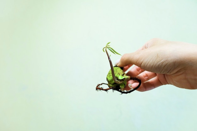 Green sprout of mango seeds in a female hand .