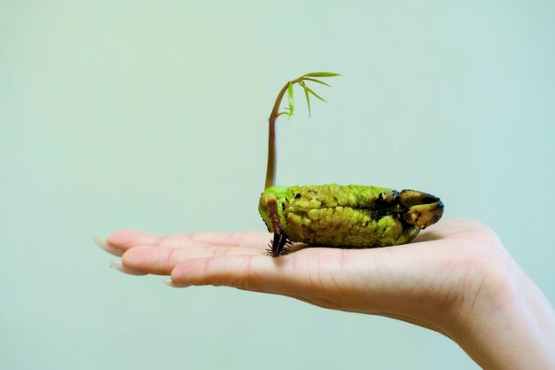 Green sprout of mango seeds in a female hand .