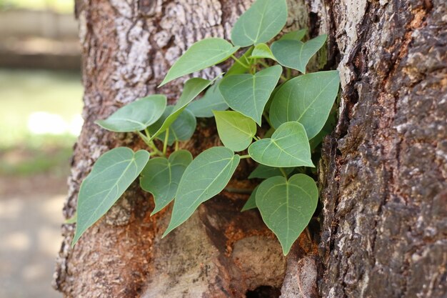 Green sprout plant with tree