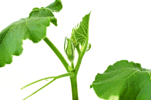 Green sprout pumpkin cucumber closeup macro isolated on white background