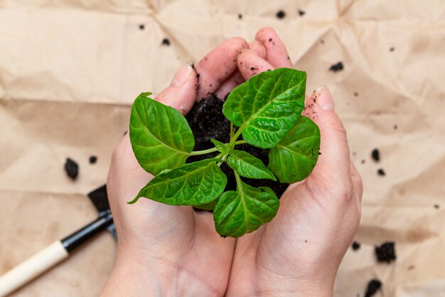 Green sprout, seedling in hands.