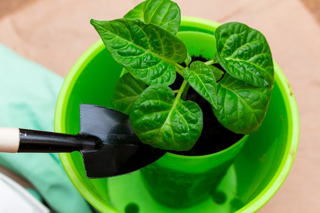 Green sprout seedling with leaves in a pot.