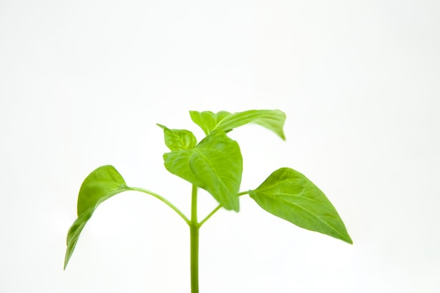 Green sprout seedlings on white