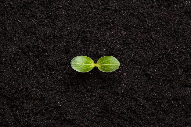 Green sprout on the soil background. New life concept