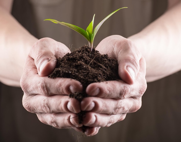 Green sprout in soil