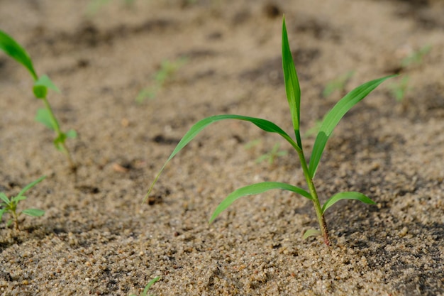 Green sprout sprouted through dry land