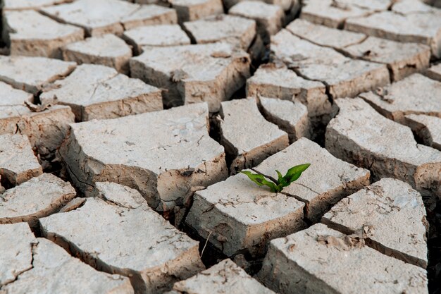 На сухой потрескавшейся земле прорастает зеленый росток из-за отсутствия дождя глобальное стихийное бедствие